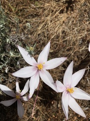 Gethyllis spiralis