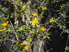 Oedera nordenstamii