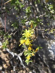 Oedera nordenstamii