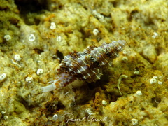 Raphitoma horrida