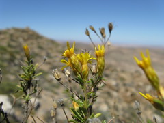 Oedera nordenstamii