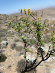 Oedera nordenstamii