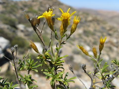 Oedera nordenstamii