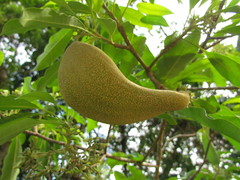 Aspidosperma australe