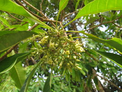 Aspidosperma australe