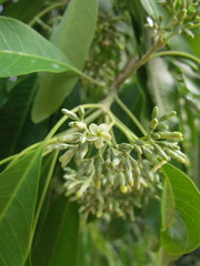 Aspidosperma australe