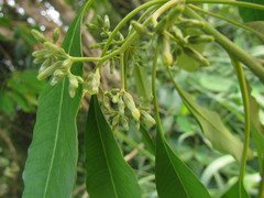 Aspidosperma australe