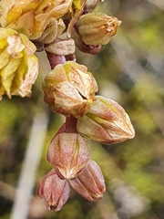 Petrosedum orientale