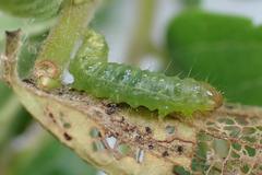Cotachena histricalis