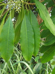 Aspidosperma australe