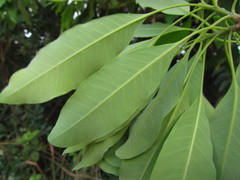 Aspidosperma australe