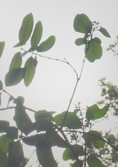 Santalum paniculatum