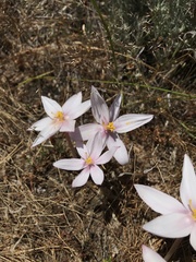 Gethyllis spiralis