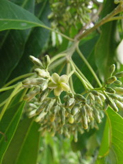 Aspidosperma australe
