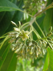 Aspidosperma australe