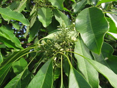 Aspidosperma australe