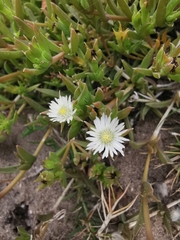Mesembryanthemum aitonis