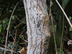 Aspidosperma cylindrocarpon