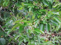Aspidosperma cylindrocarpon