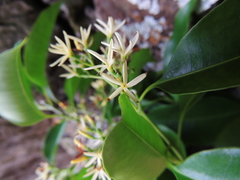 Aspidosperma cylindrocarpon
