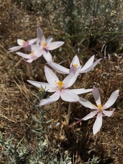 Gethyllis spiralis