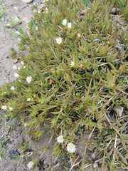 Mesembryanthemum aitonis