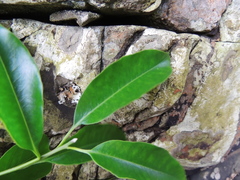 Aspidosperma cylindrocarpon