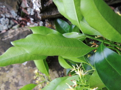 Aspidosperma cylindrocarpon