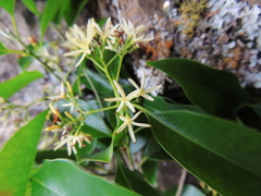 Aspidosperma cylindrocarpon
