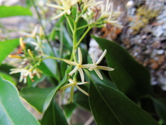Aspidosperma cylindrocarpon