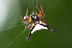 Gasteracantha clavatrix