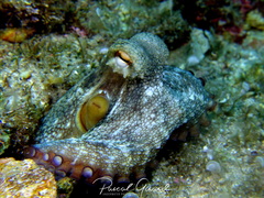 Octopus vulgaris image