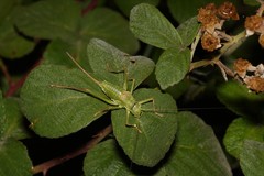 Ephippiger terrestris