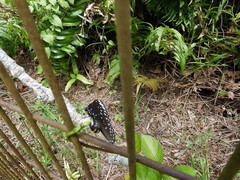 Euploea crameri bremeri