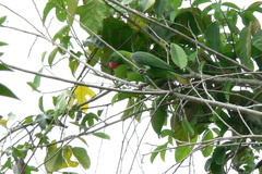 Tanygnathus sumatranus