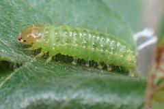 Cotachena histricalis