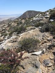 Oedera nordenstamii