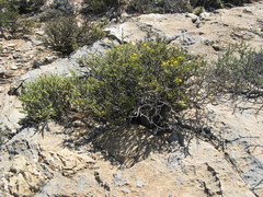Oedera nordenstamii