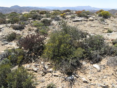 Oedera nordenstamii