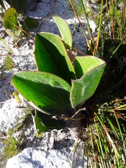 Mairia coriacea