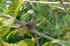 Ptilinopus melanospilus