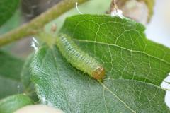 Cotachena histricalis