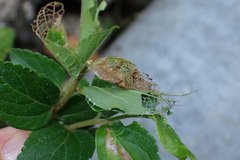 Cotachena histricalis