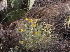 Psilostrophe cooperi