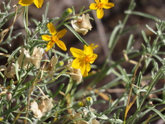 Psilostrophe cooperi