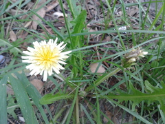 Taraxacum coreanum