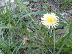Taraxacum coreanum