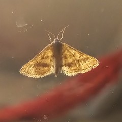 Lepidoptera