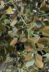 Ficus macrophylla