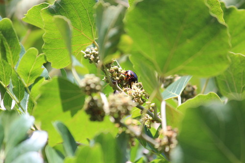 Photo of Yellowheart Fruit Chafer (Pedinorrhina trivittata)